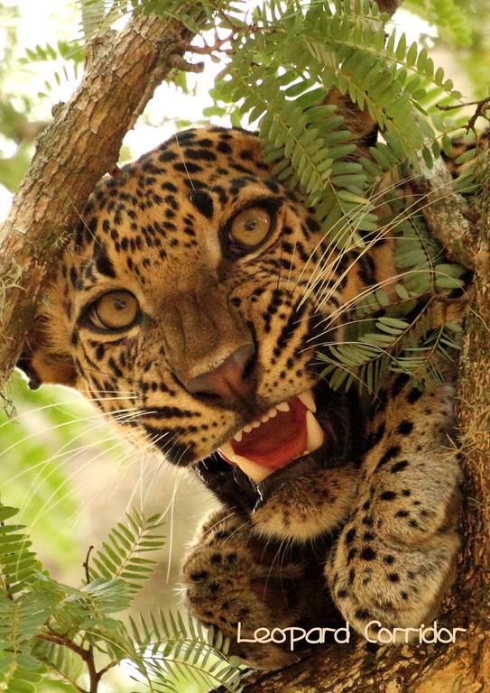 Leopard Corridor Yala