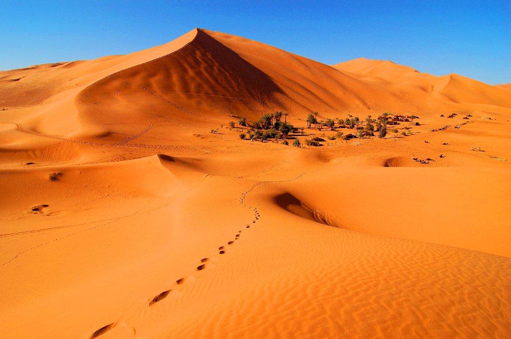 Riad Desert Camel