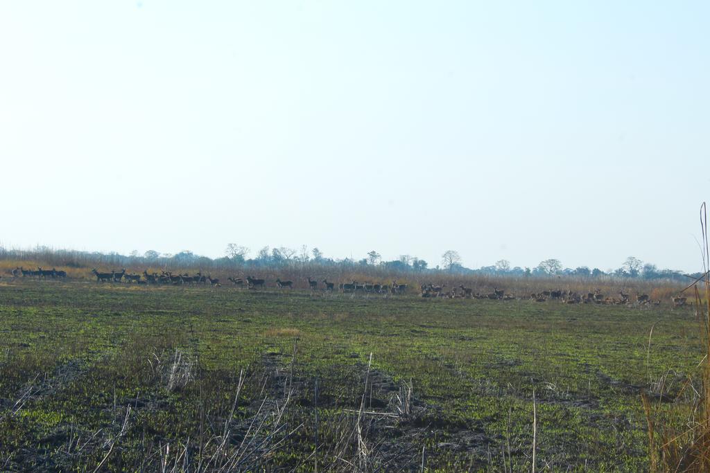 Suklaphanta Jungle Cottage