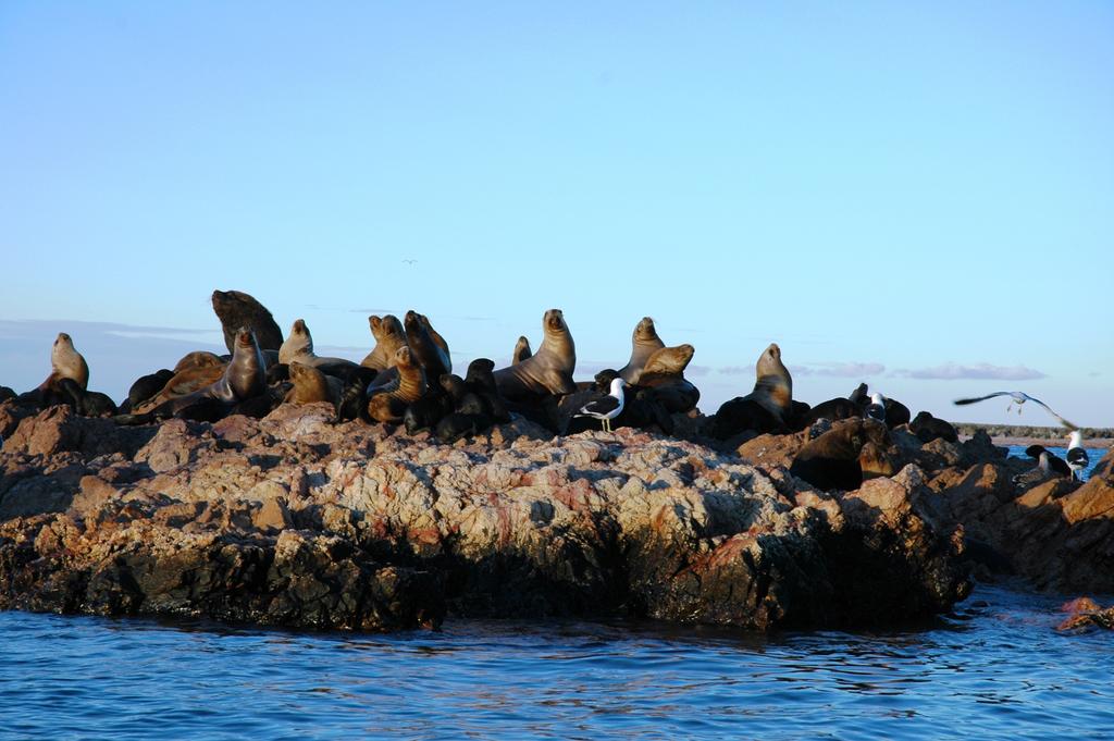 Bahia Bustamante