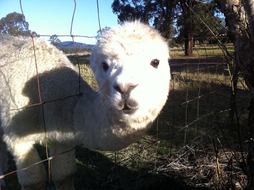 Starline Alpacas Farmstay Resort