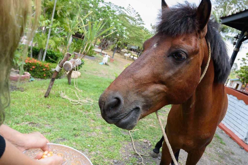 Cowboy Farm Resort Pattaya