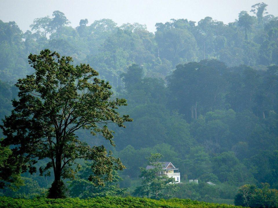 Greenway Forest View