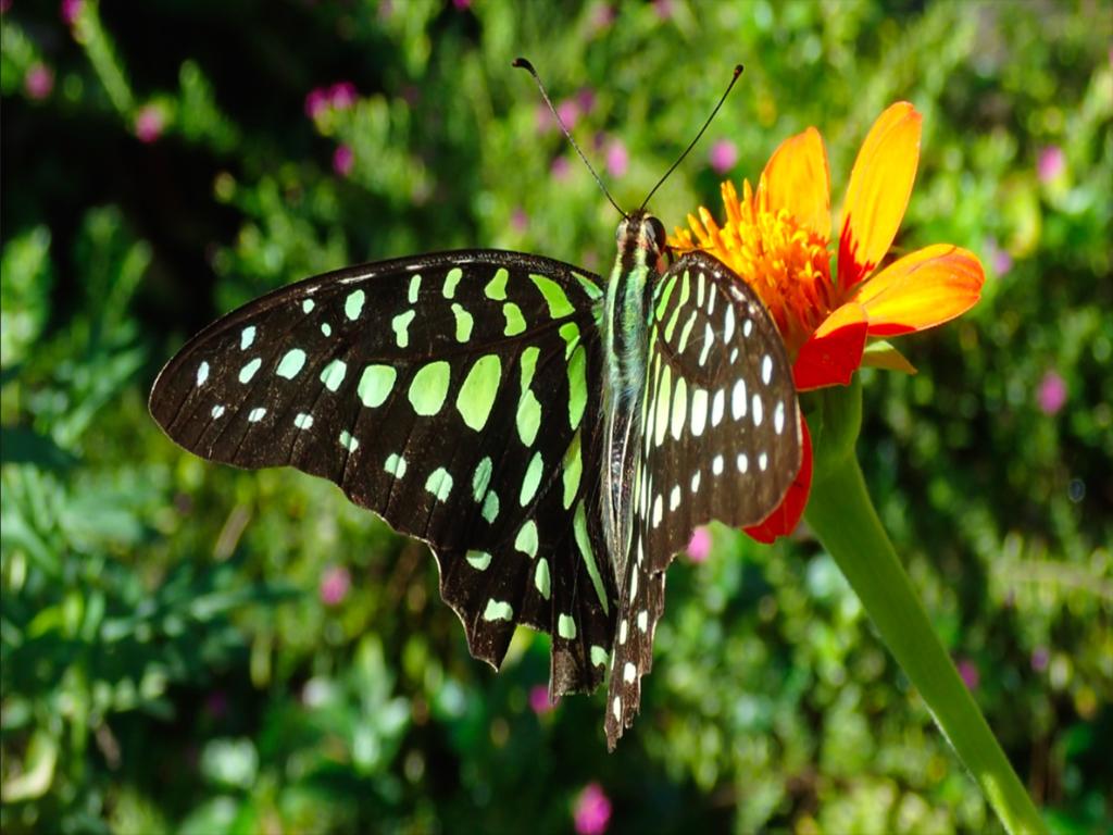 Dream Butterfly Garden Boutique Villa