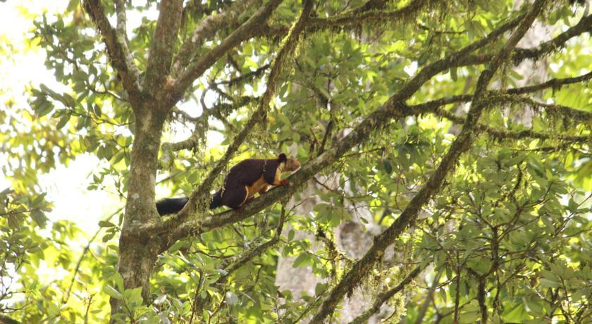 Rest In Nature Resort Wayanad