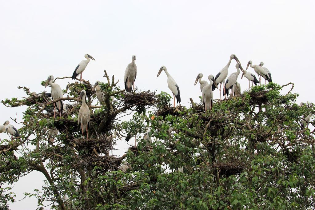 Sand Pebbles Bhitarkanika Jungle Resorts