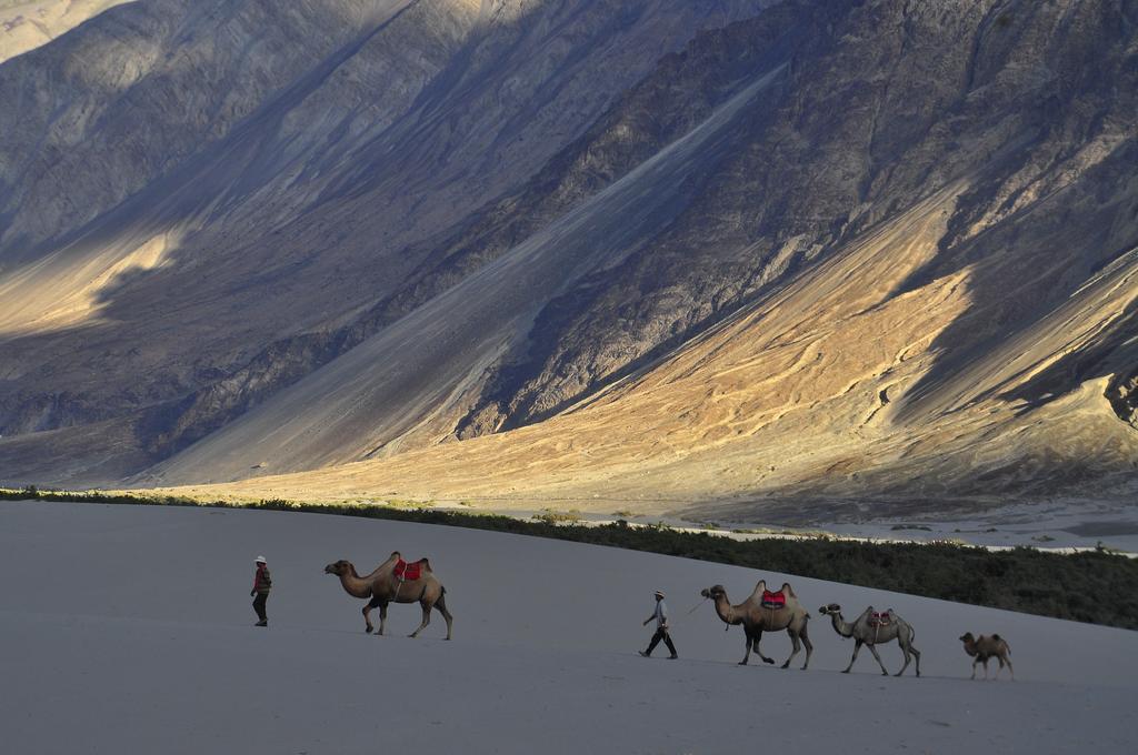 Nubra Leisure Camp