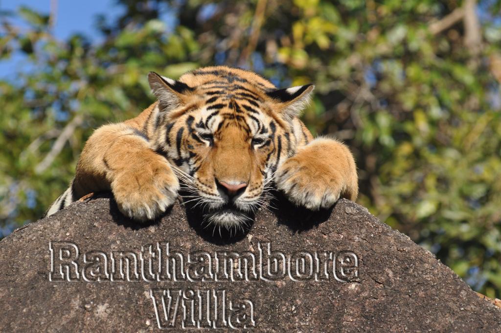 Ranthambhore Villa